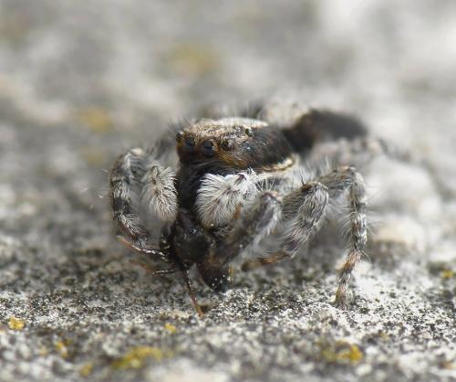 Menemerus taeniatus